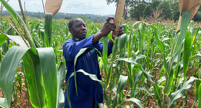 Farm Inputs and Livelihood Support